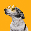Pets Shop-doTema_110px